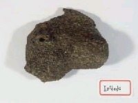 藏品(不明動物頭骨　)的圖片